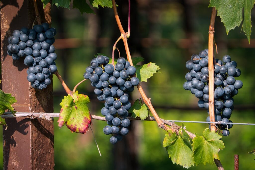 Wie selber Wein machen?